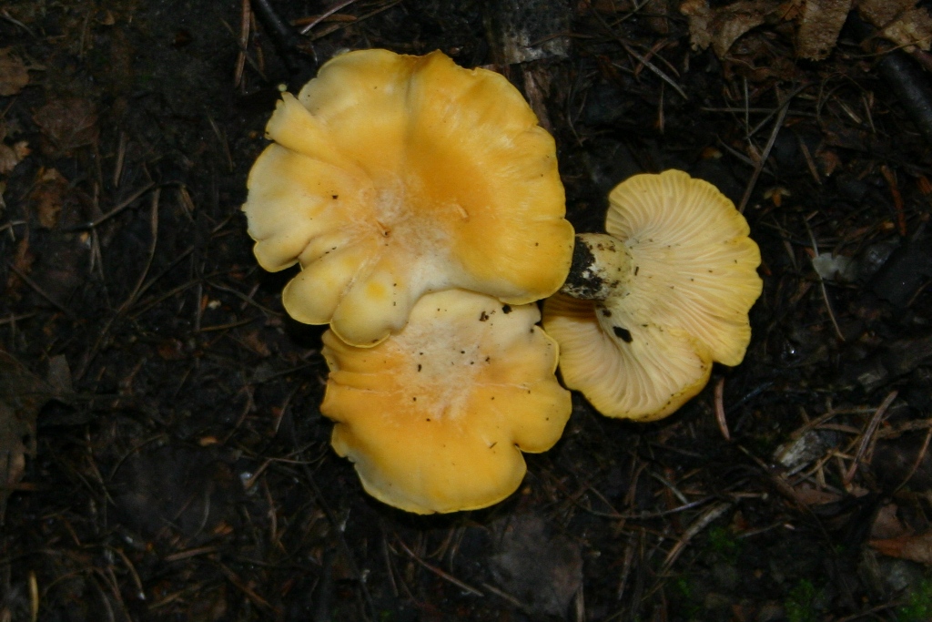 amanita da determinare